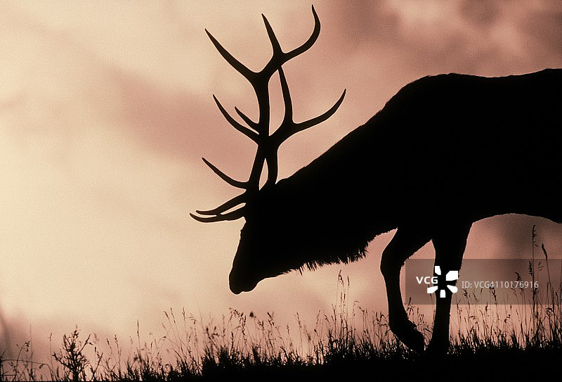 加拿大雄性瓦皮蒂鹿剪影图片素材