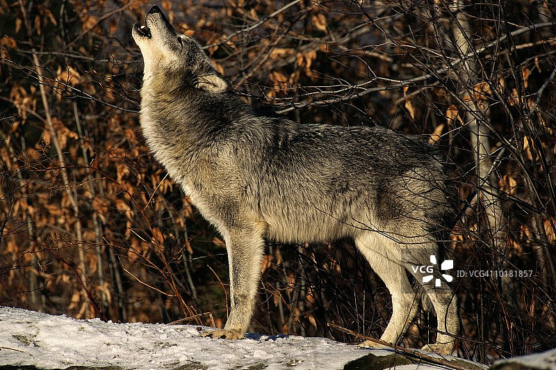 北美苔原狼嚎叫图片素材
