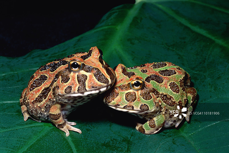 华丽的角蛙（Ceratophrys ornata）图片素材