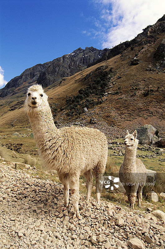 秘鲁安第斯山谷中的两只羊驼图片素材