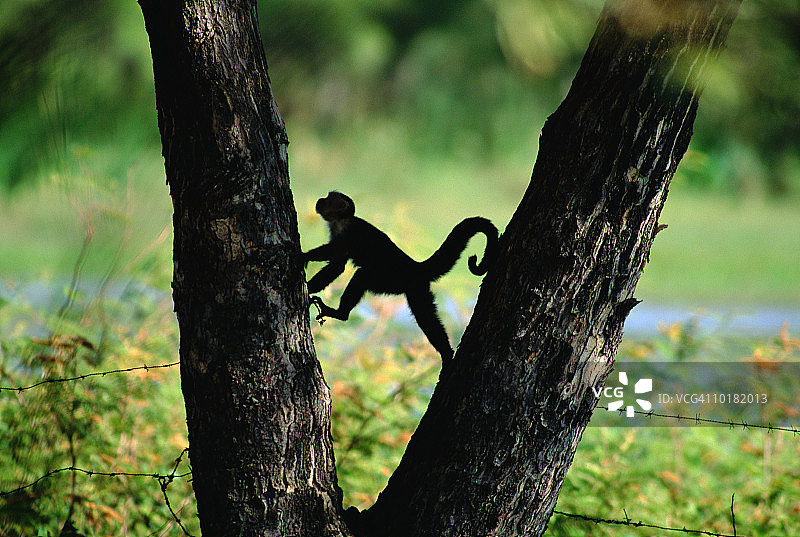 白喉卷尾猴在树上跳跃图片素材
