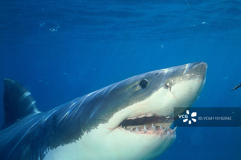 南澳大利亚大白鲨图片素材