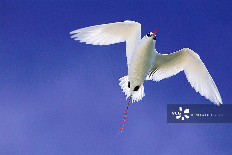 红尾鹲，夏威夷图片素材