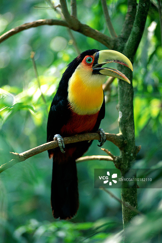 红胸鵎鵼，伊塔蒂亚亚国家公园图片素材