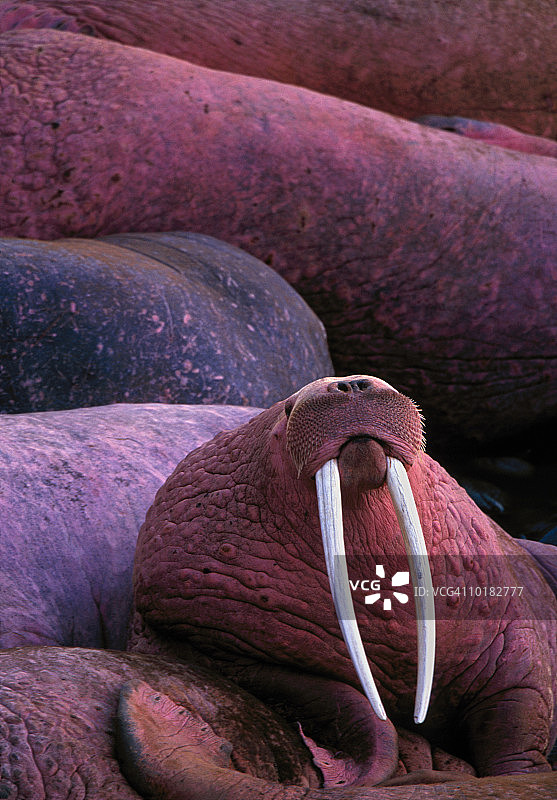 太平洋海象，阿拉斯加圆岛图片素材