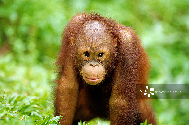 年轻的婆罗洲猩猩图片素材