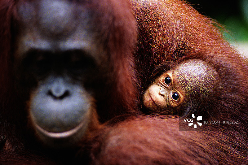 婆罗洲的红毛猩猩母子图片素材