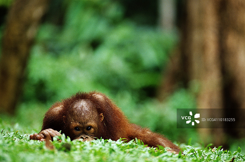 马来西亚婆罗洲的幼年猩猩图片素材