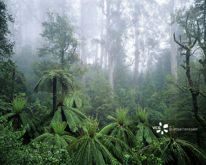 澳大利亚的桉树和蕨类植物图片素材