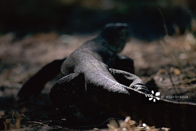 尼罗河巨蜥沿河捕猎图片素材