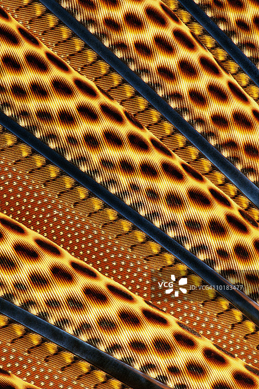 眼斑雉的下尾图片素材