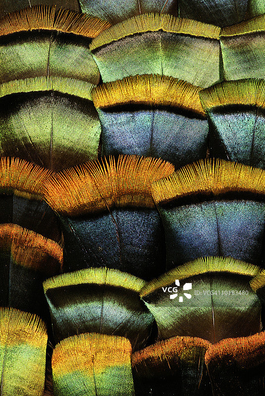 眼斑火鸡羽毛图片素材