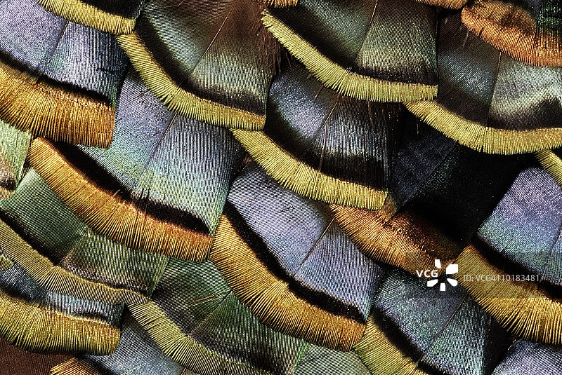 眼斑火鸡羽毛图片素材