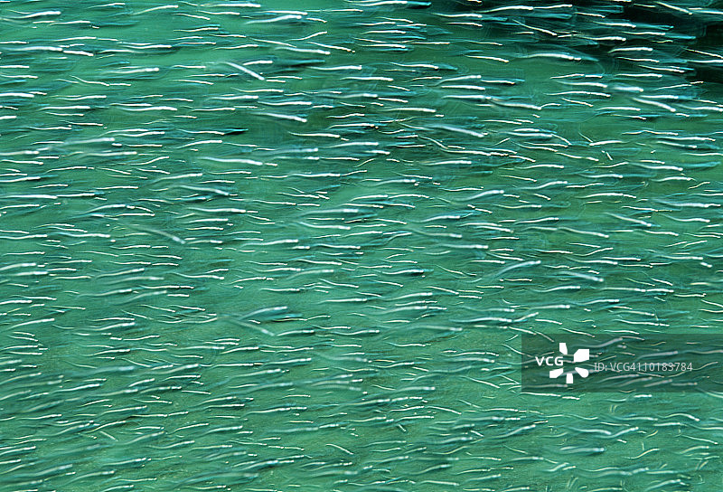 条纹鳗鲶，印度尼西亚苏拉威西岛图片素材