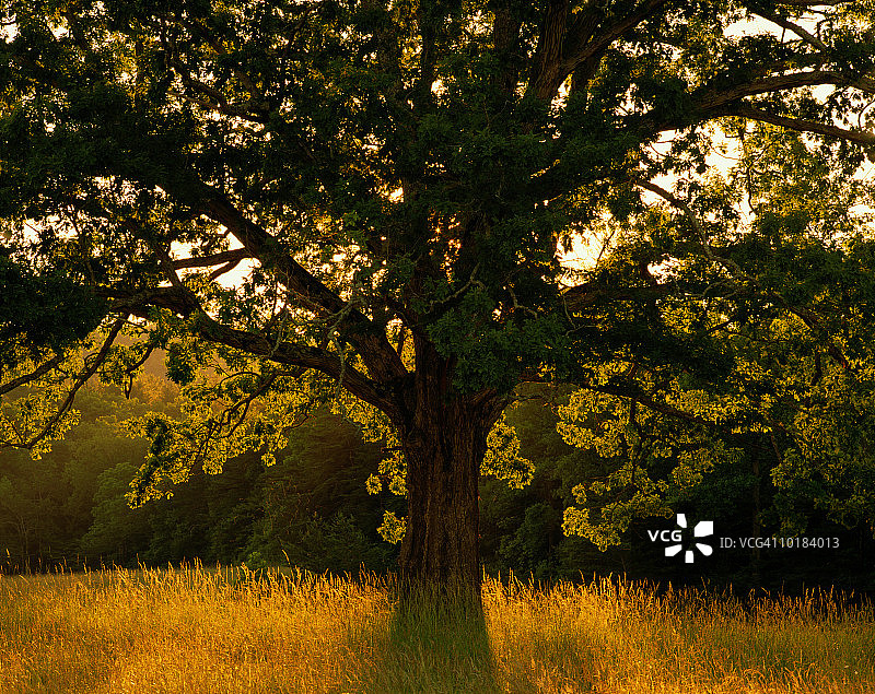 白橡树图片素材