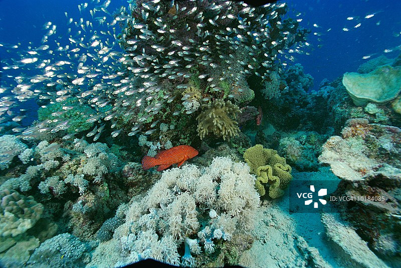 红海埃及的燕鱼和珊瑚鳕鱼图片素材