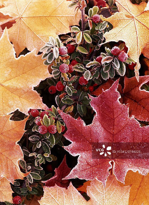 火棘灌木，俄勒冈州波特兰图片素材