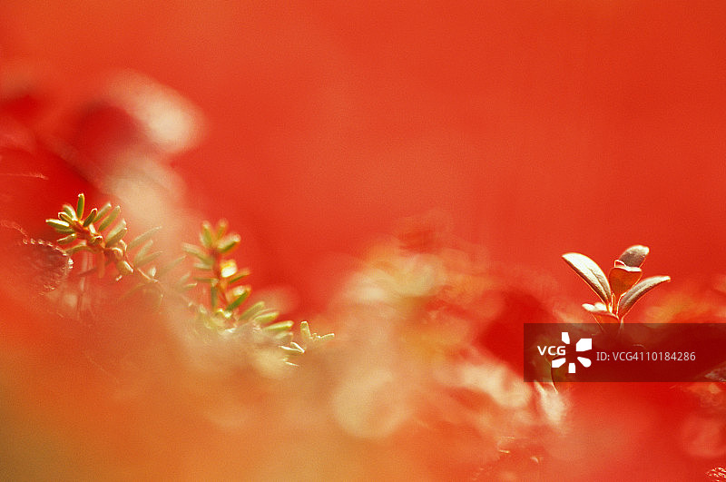 熊果和矮蔓越莓图片素材