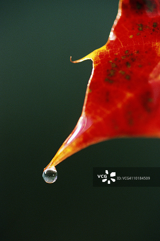 秋日枫叶上的雨滴（Acer sp.），特写图片素材