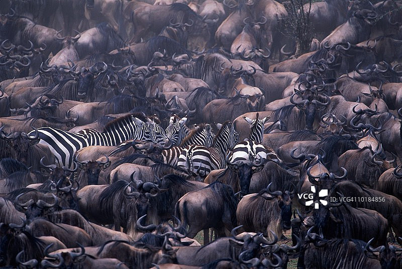 蓝色角马群围绕斑马图片素材