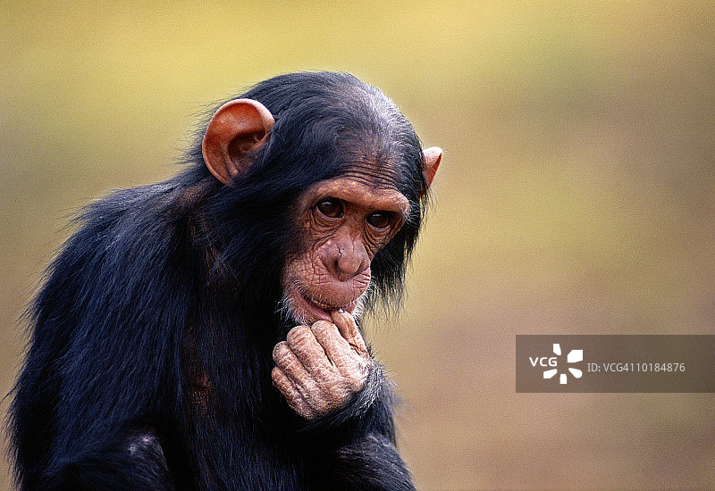 黑猩猩特写图片素材
