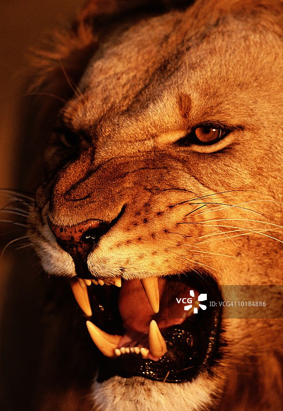 狮子咆哮特写图片素材