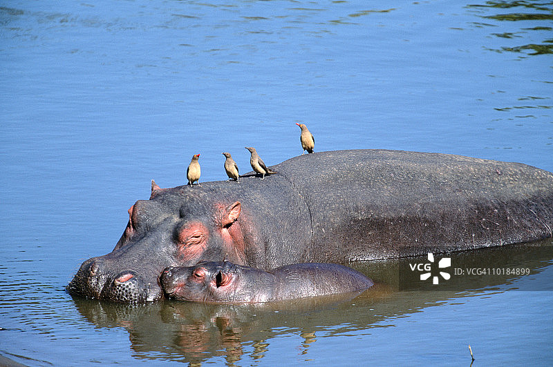 河中的河马与幼崽图片素材