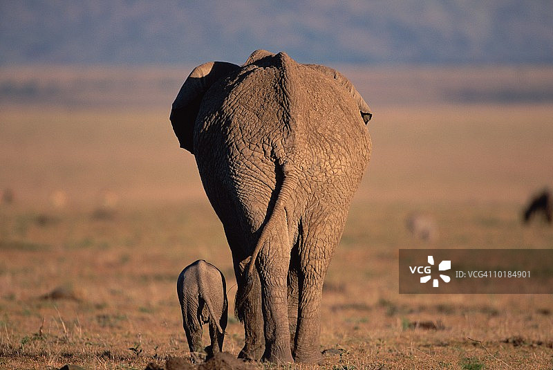 非洲象和幼象，后视图图片素材