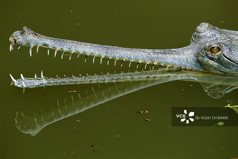 马来鳄特写图片素材