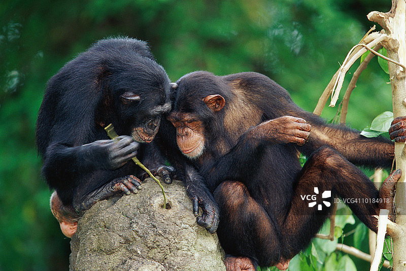 白蚁巢上的黑猩猩图片素材