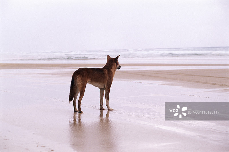 澳大利亚昆士兰州弗雷泽岛沙滩上的澳洲野犬图片素材