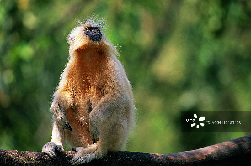 金色叶猴图片素材