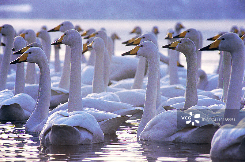 大天鹅群，屈斜路湖，北海道，日本图片素材