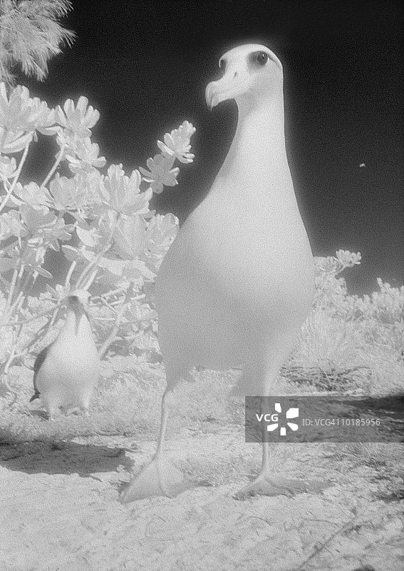 莱桑信天翁，中途岛，夏威夷，美国图片素材