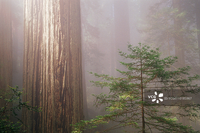 阳光穿过雾和红杉树图片素材