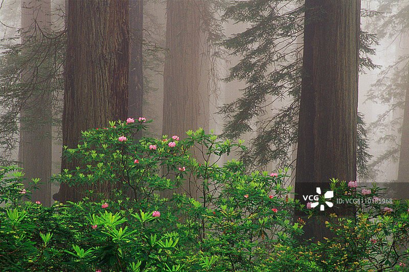 雾中的太平洋杜鹃花和红杉图片素材