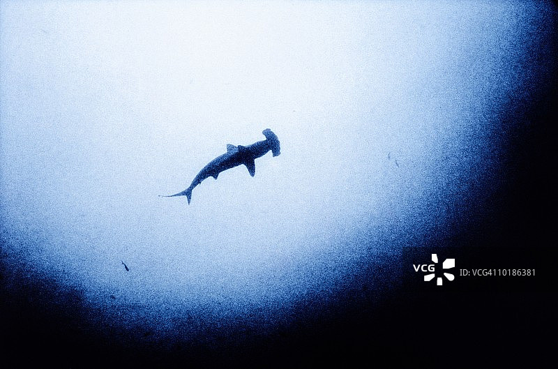 锤头双髻鲨（Sphyrna lewini），从下方视角图片素材