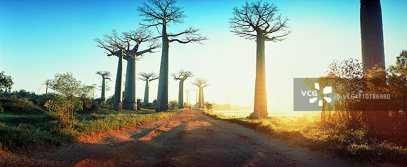 马达加斯加秋日黎明景色中的泥路图片素材