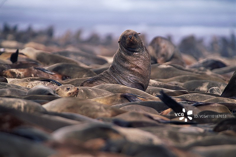 海角毛皮海豹-纳米比亚骷髅海岸国家公园图片素材