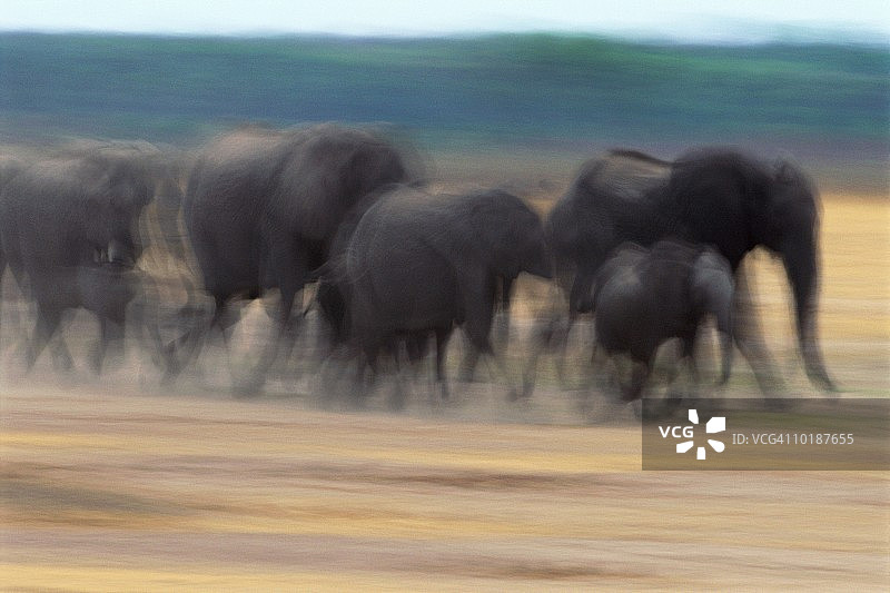 非洲象群，津巴布韦图片素材
