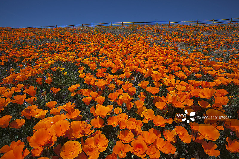 加利福尼亚羚羊谷的罂粟花图片素材