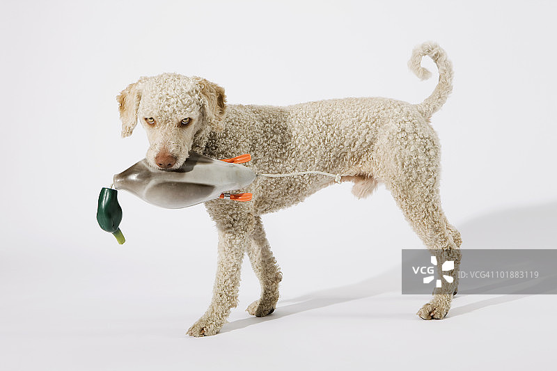 葡萄牙水犬嘴里叼着玩具鸭图片素材
