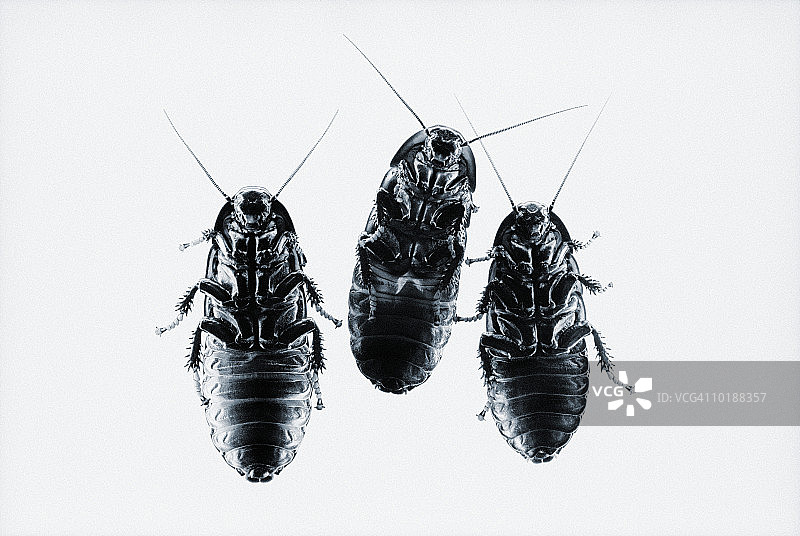 三只马达加斯加发声蟑螂（Gromphadorina portentosa）图片素材