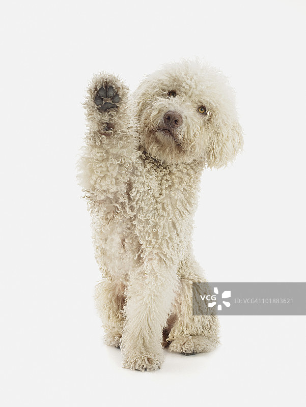 一只抬起前爪的葡萄牙水犬图片素材