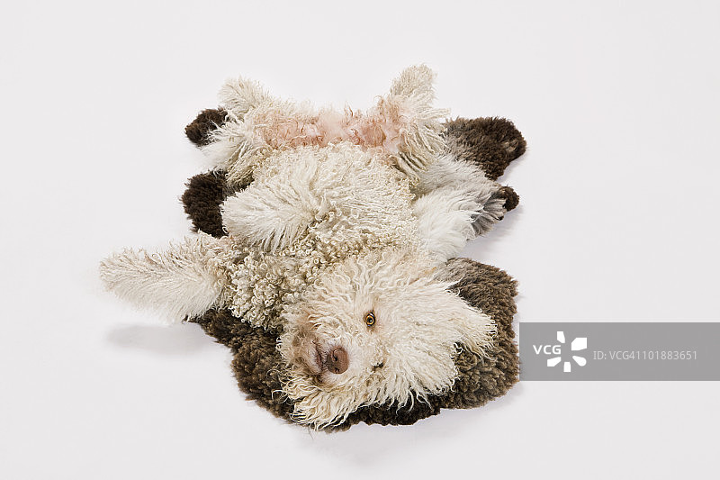 葡萄牙水犬在羊皮地毯上打滚图片素材