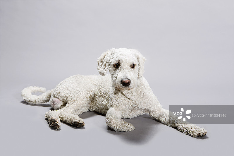 躺下的葡萄牙水犬图片素材