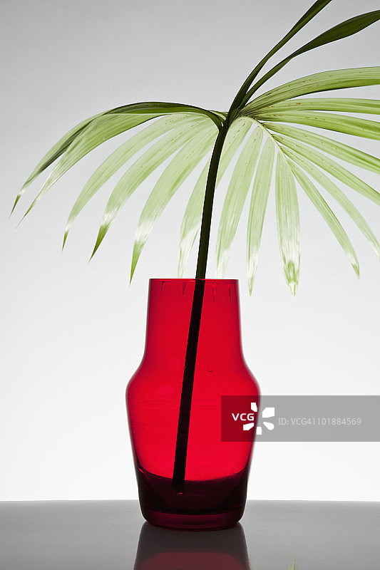 花瓶中青棕榈（Chamaedorea elegans）的叶子图片素材