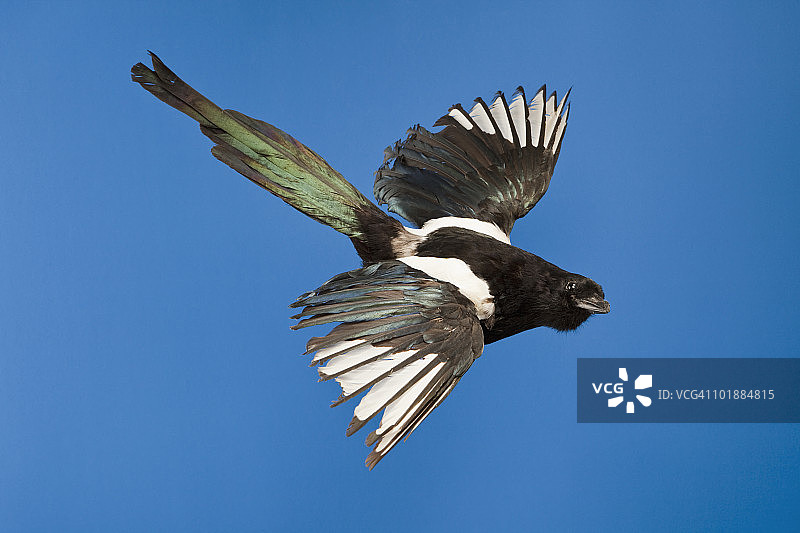 飞翔的毛绒鸟图片素材