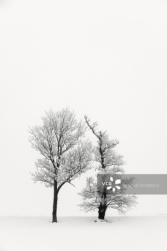 冬天的树图片素材