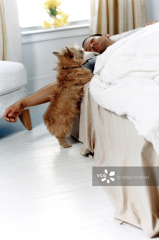 狗狗叫醒在床上睡觉的男人图片素材